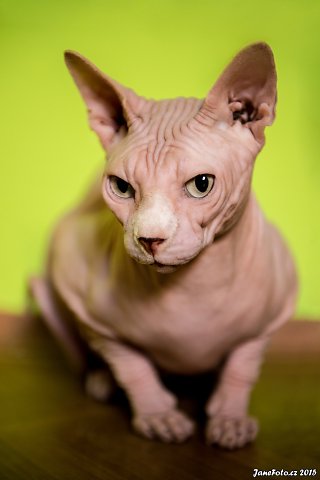 DSC-7000-Edit.jpg